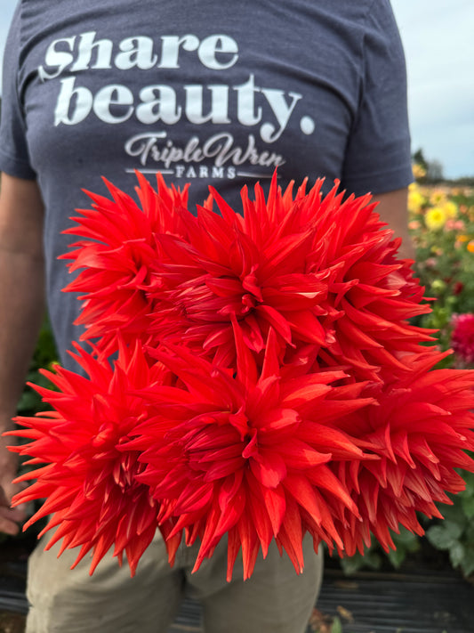 Bloomquist Tina Dahlias