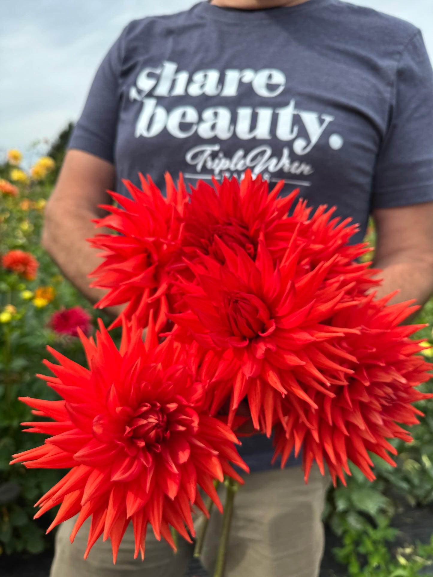 Buy Bloomquist Tina Dahlias from Triple Wren Farms