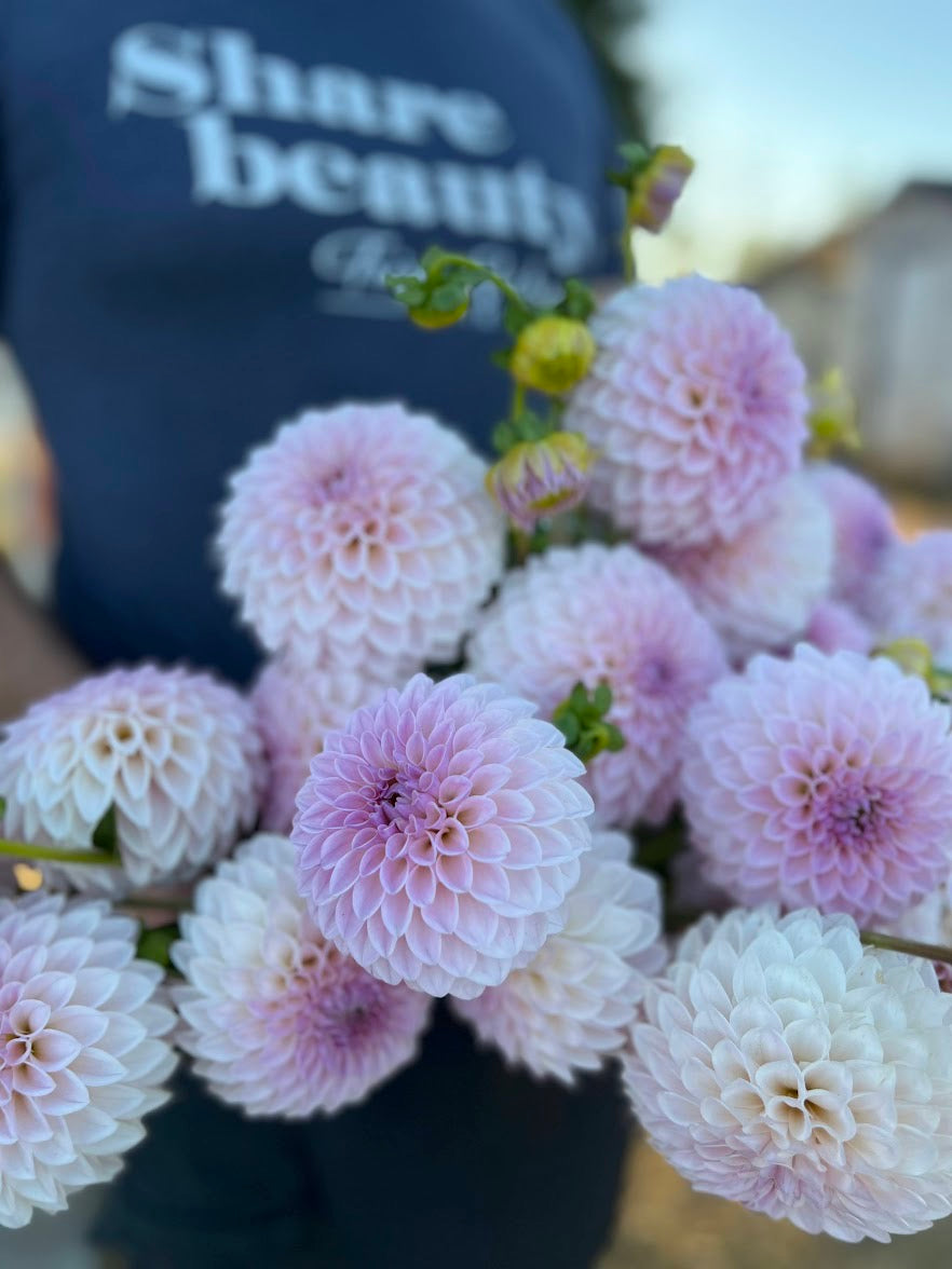 Buy Bloomquist Tory P dahlias from Triple Wren Farms