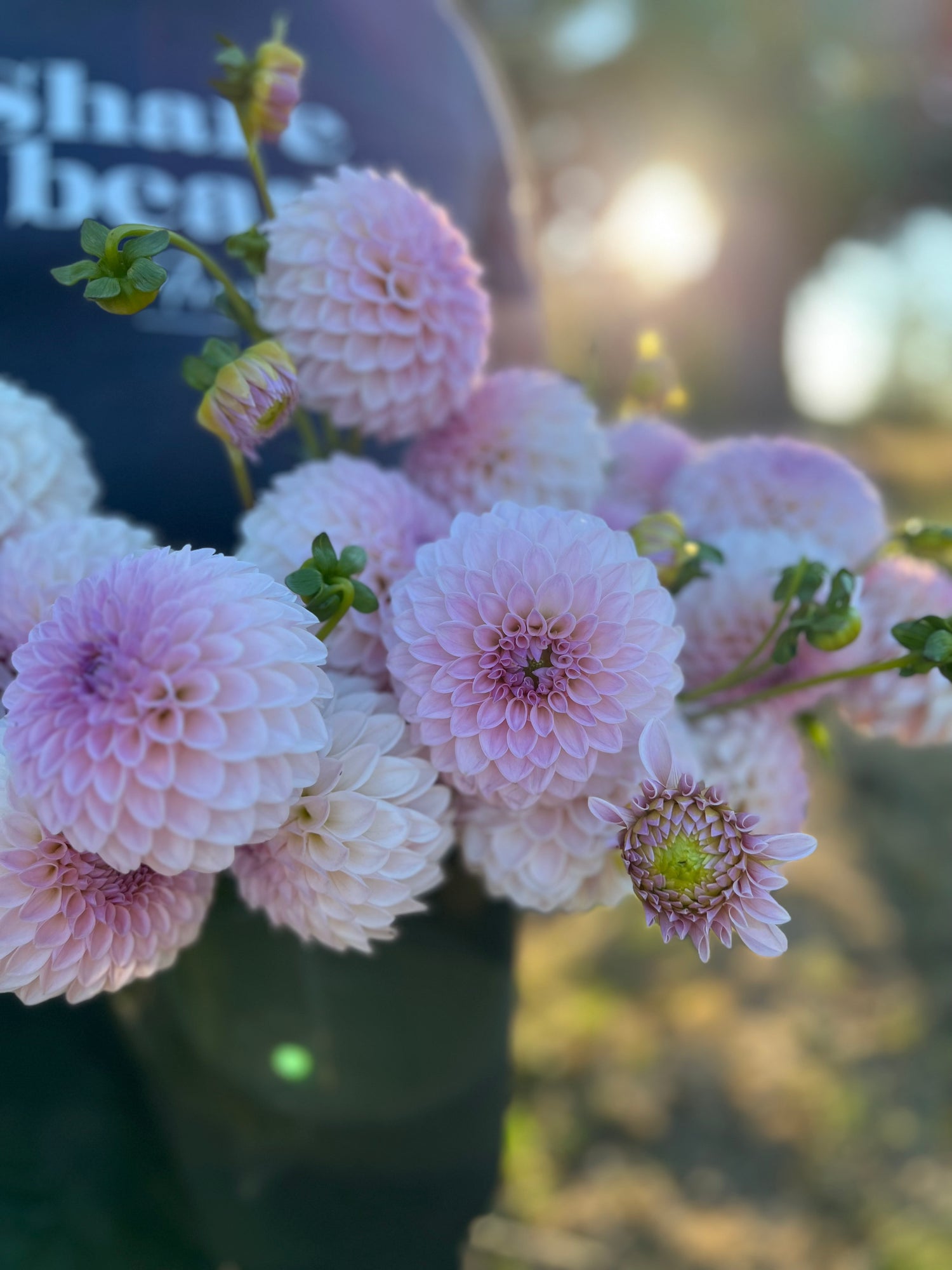 Buy Bloomquist Tory P from Triple Wren Farms
