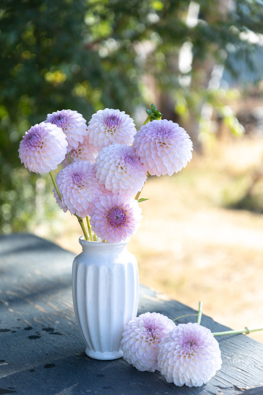 Bloomquist Tory P Dahlias from Triple Wren Farms