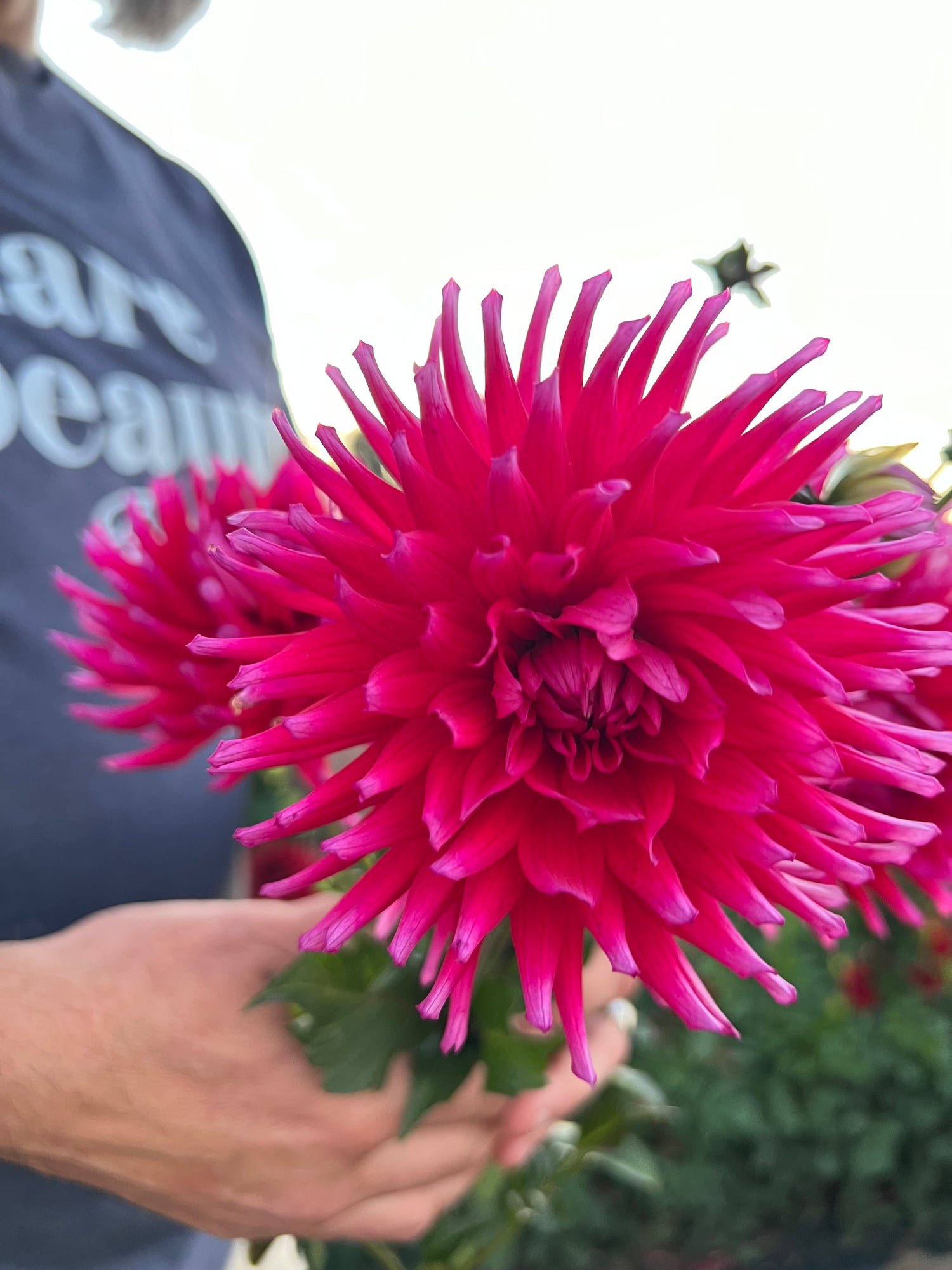 Buy Bloomquist Wendy Dahlia Tubers from Triple Wren Farms