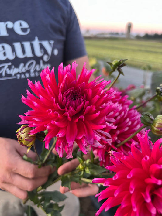 Bloomquist Wendy Dahlias from Triple Wren Farms