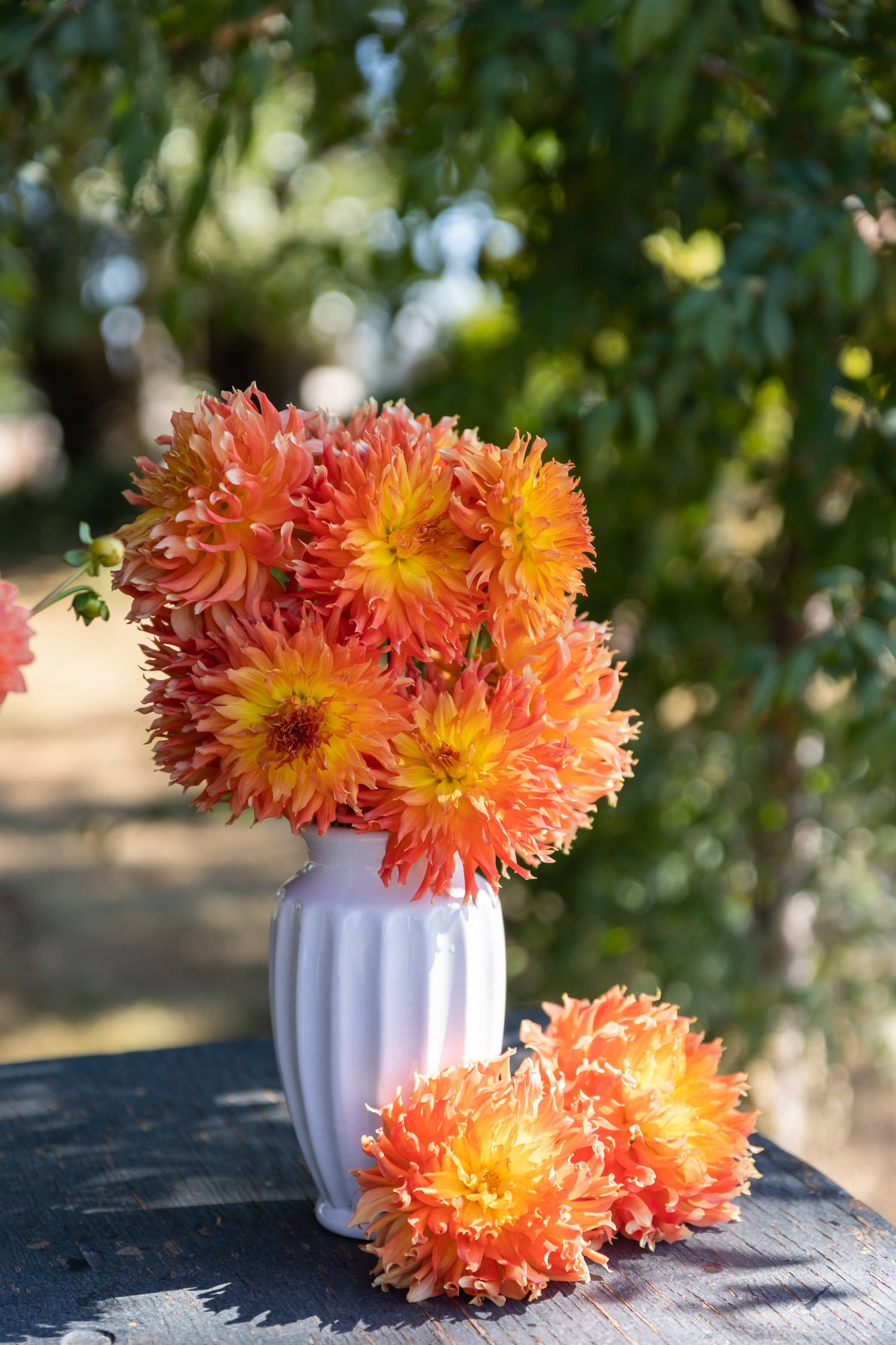 Bloomquist Wild Dahlia White Vase Tissue Culture Rooted Cutting