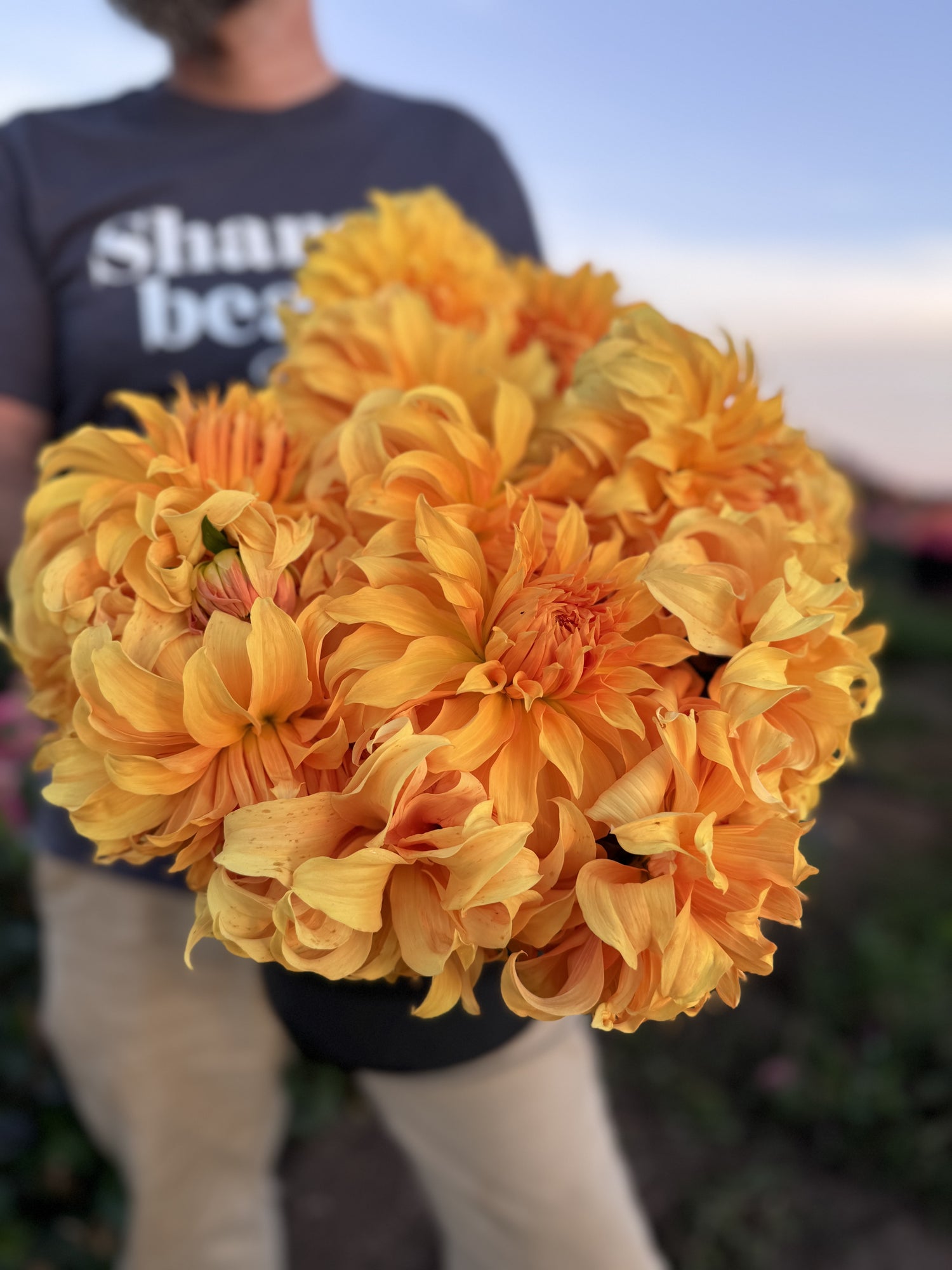 Bloomquist Winner Dahlias