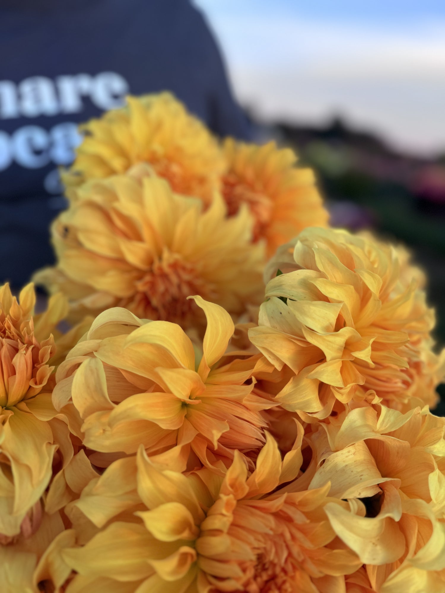 Buy Bloomquist Winner Dahlias from Triple Wren Farms