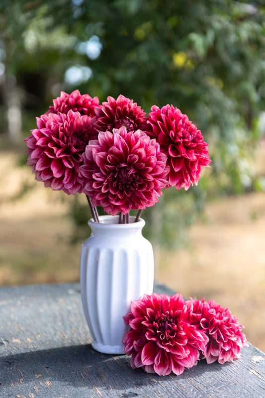 Bloomquist York Rust Red Dahlia in white vase Tissue Culture Rooted Cutting