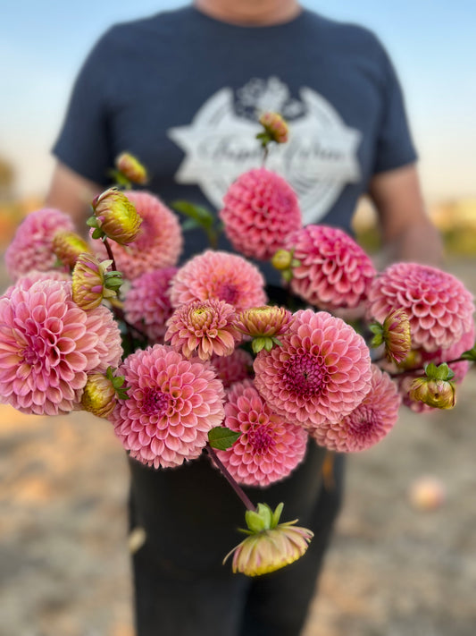 Buy Bracken Rose Dahlia plants and tubers from Triple Wren Farms