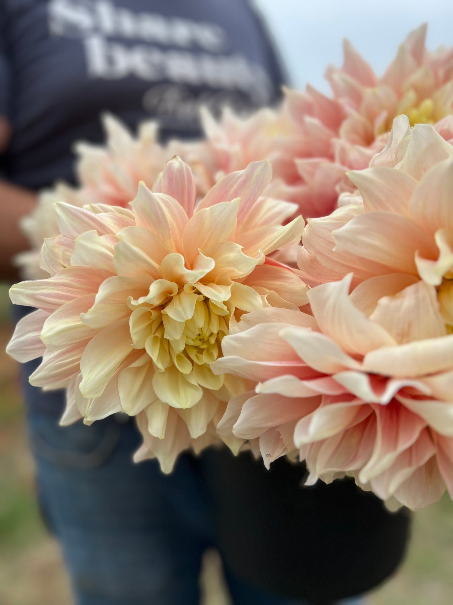 Break Out Dahlia tubers from Triple Wren Farms 