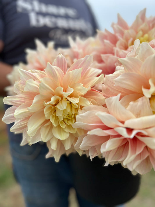 Break Out Dahlia tubers from Triple Wren Farms