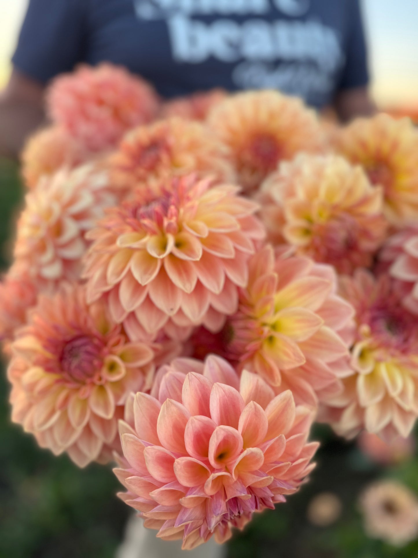 Bloomquist Alan Dahlias from Triple Wren Farms