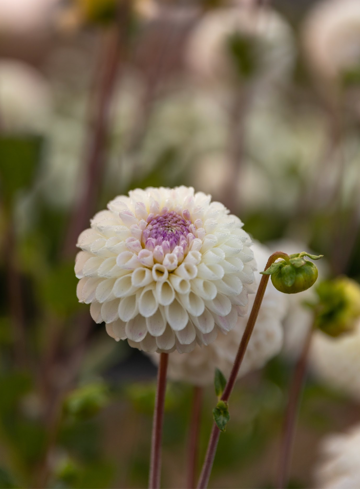 Buy Ms Beth Dahlia Tubers from Triple Wren Farms