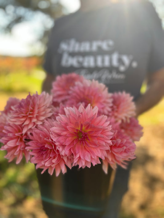 Pink and Magenta and Light Pink and Blush Dahlia Tubers from Triple Wren Farms