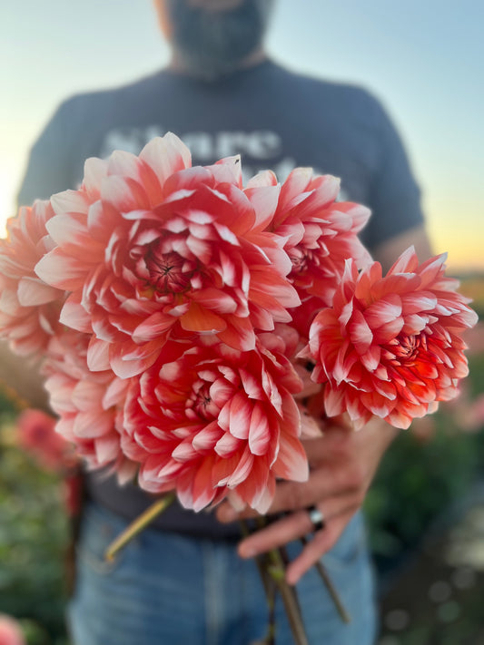 Sandia Candy Corn dahlia tubers from Triple Wren Farms