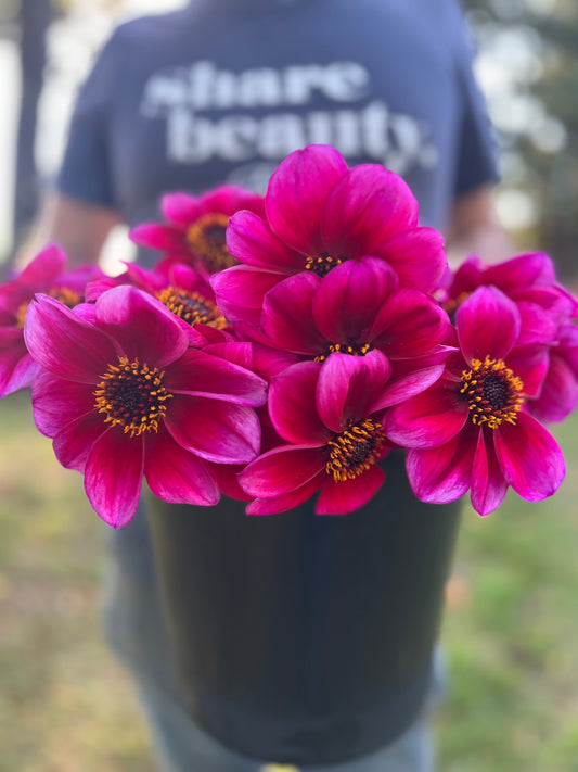 Pink and Plum and Purple and Fuchsia Bloomquist Rich Color Dahlia Tubers from Triple Wren Farms