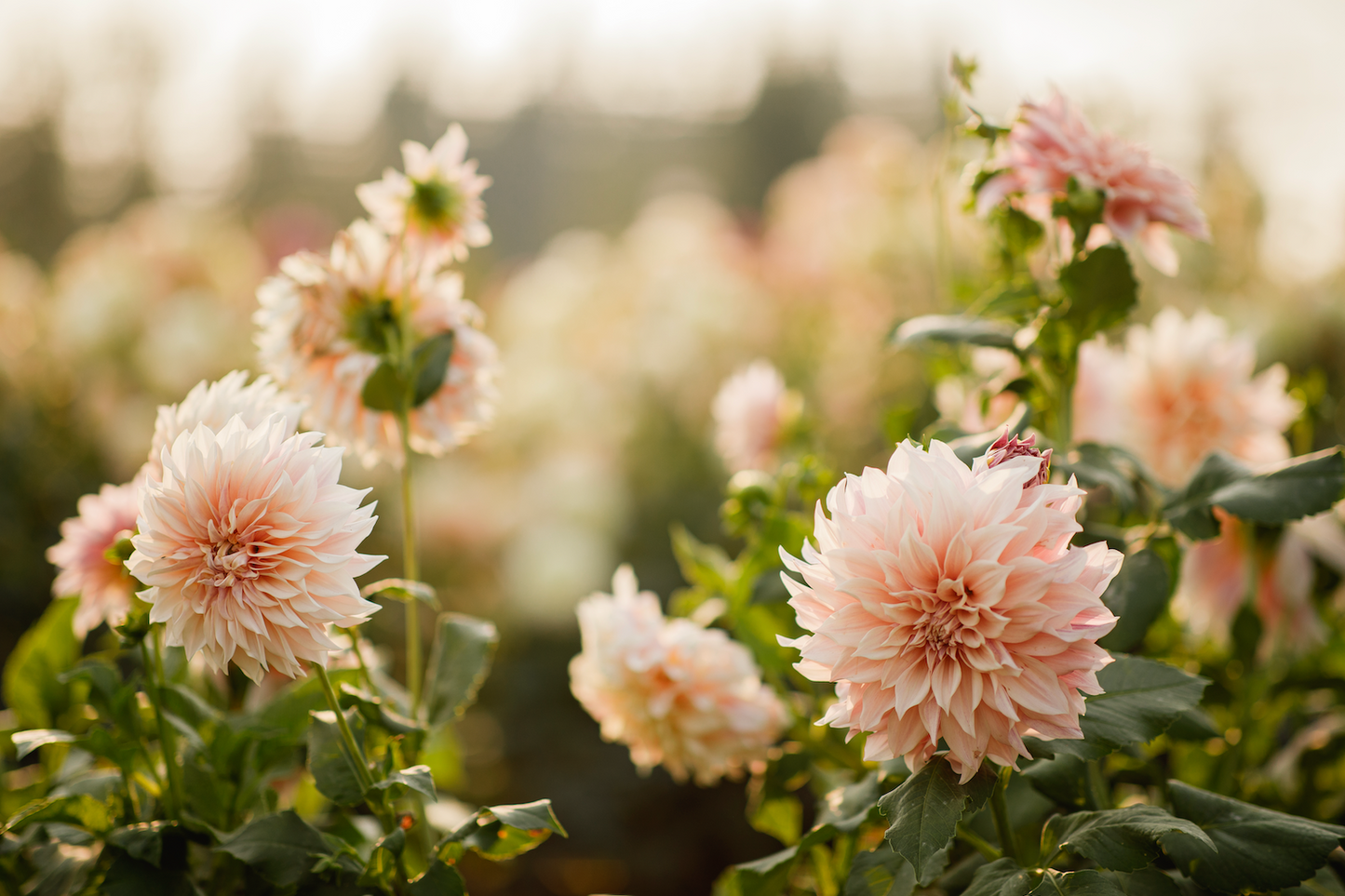 Admission to Dahlia Festival 2026