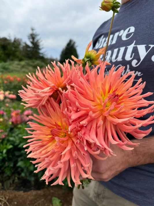 Camano Sitka Dahlia Tubers