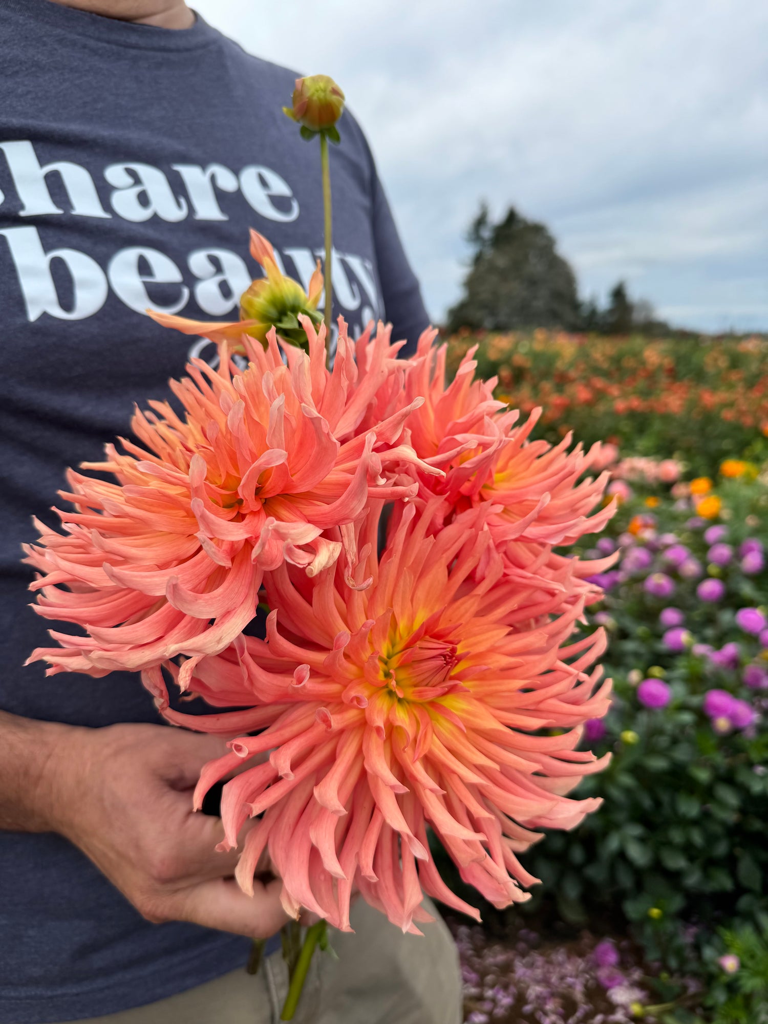 Camano Sitka Dahlia Tubers from Triple Wren Farms