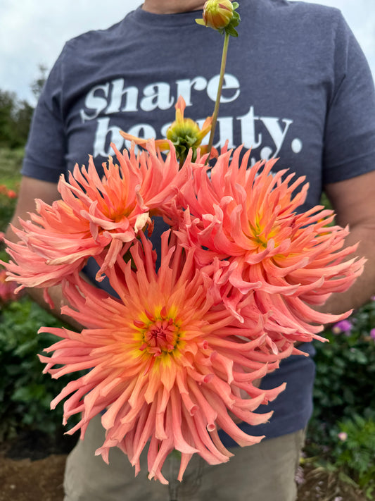 Camano Sitka Dahlias