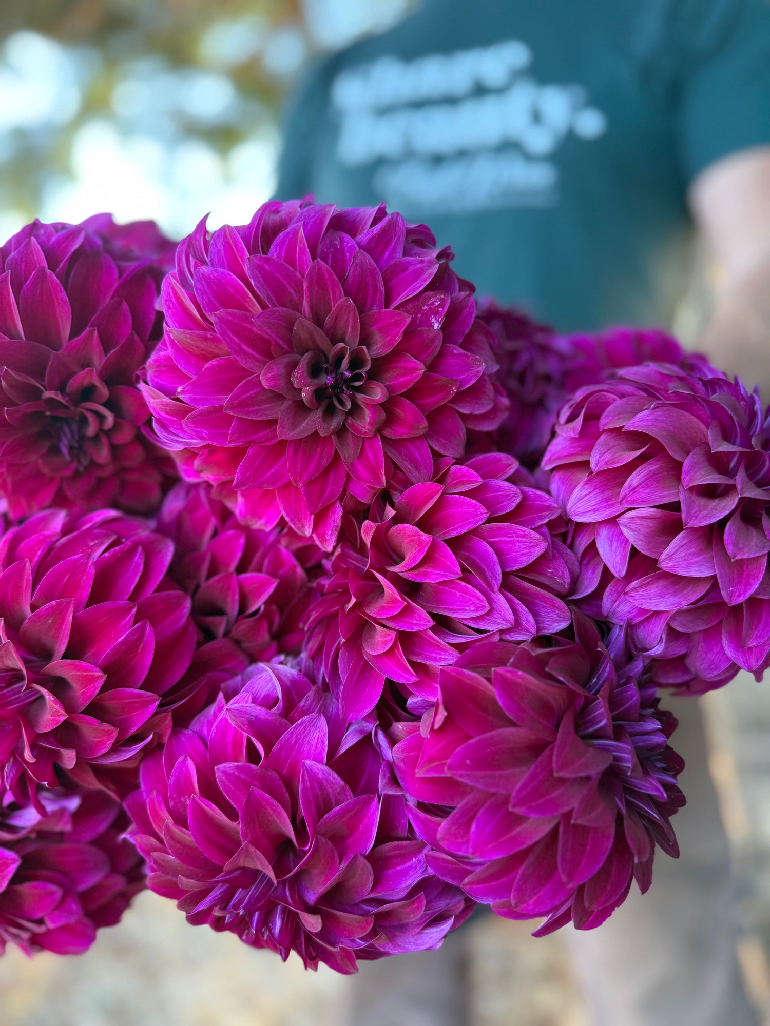 A close-up of a bouquet of vibrant purple dahlia flowers, with a blurred person wearing a green t-shirt in the background.