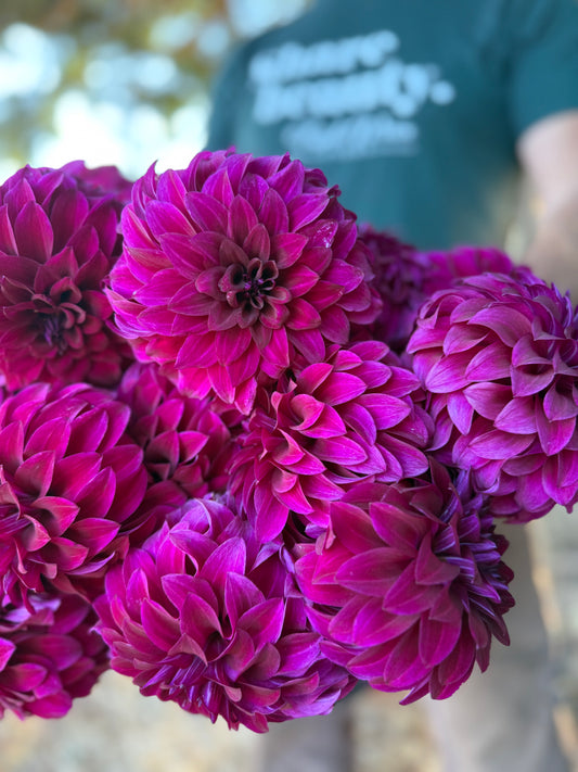 A close-up of a bouquet of vibrant purple dahlia flowers, with a blurred person wearing a green t-shirt in the background.