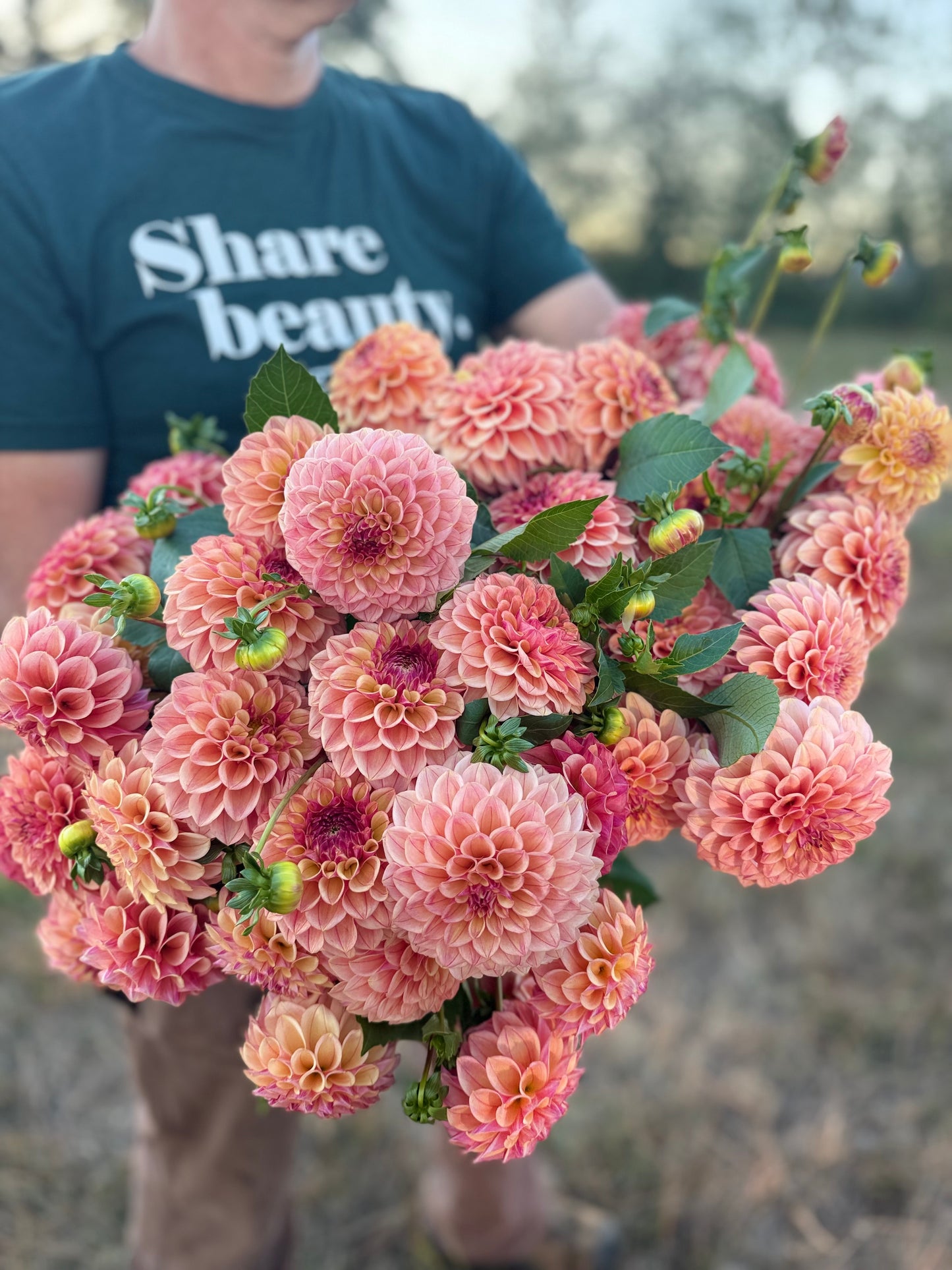A large, vibrant bouquet of freshly harvested pink and peach dahlias with green leaves and buds, held by a person wearing a navy blue t-shirt that reads 'Share beauty' and Triple Wren Farms  in white text, set against a blurred outdoor background.