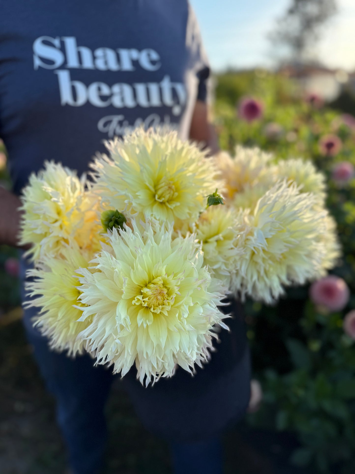 Citron du Cap Dahlia Tuber