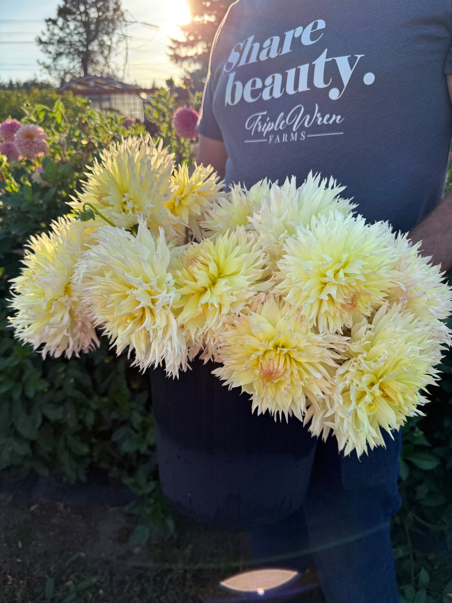 Citron du Cap Dahlia Tuber