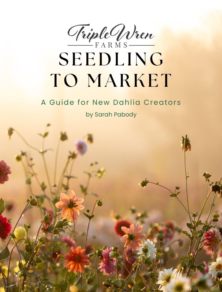 Coming September: Seedling to Market: A Guide for New Dahlia Creators (eBook)