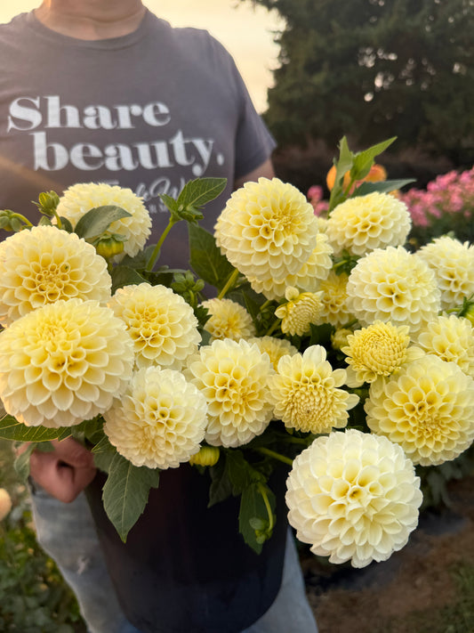 Creamy Dahlia Tuber