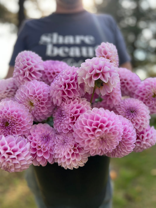 Snoho Sonia Dahlia Tuber