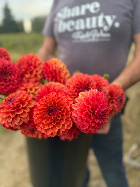 SB's Fiesta Dahlia Tuber