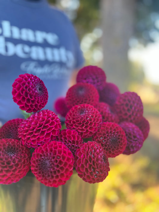 Plum and Red dahlia tubers Bloomquist Award from Triple Wren Farms