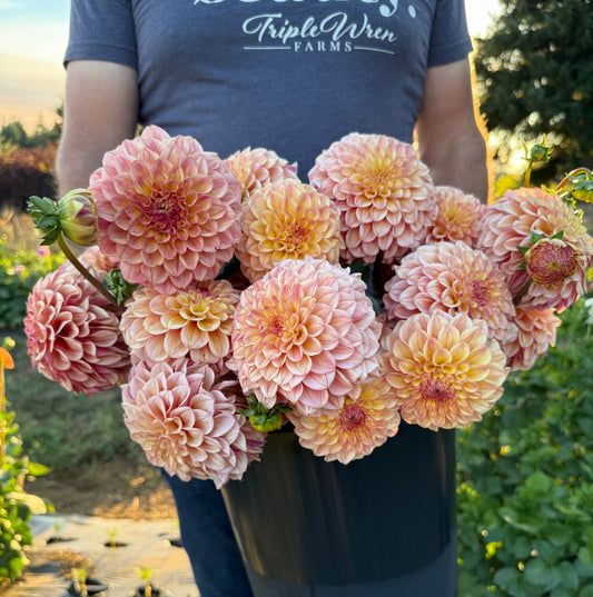 Carpe Dahlia Summer Blush Dahlia Tuber