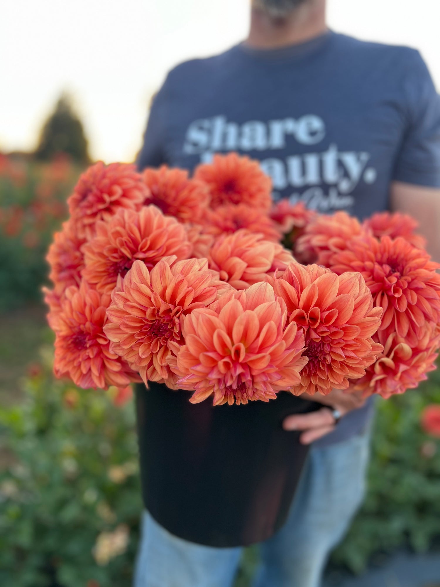 Buy Ferncliff Copper Dahlia Triple Wren Farms