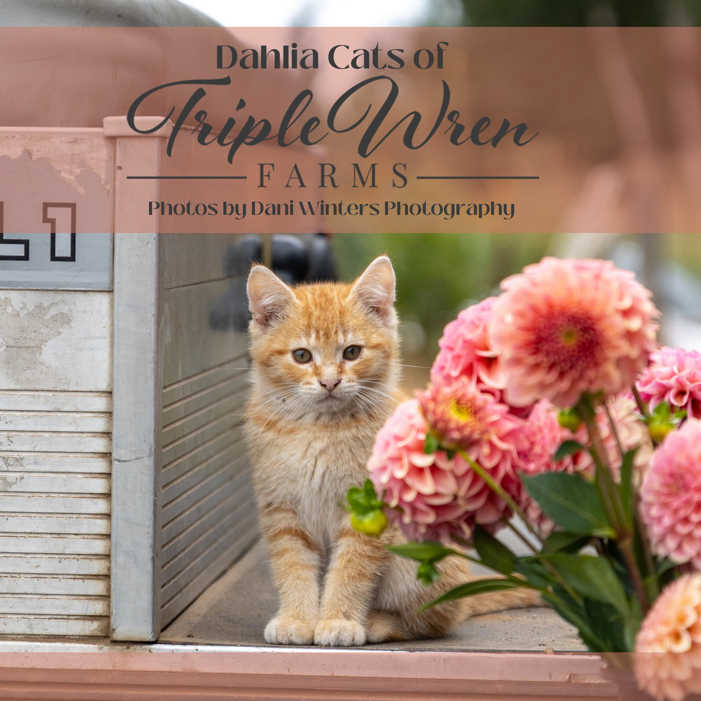 Dahlia Cats of Triple Wren Farms 2024 Wall Calendar (Free Shipping!)