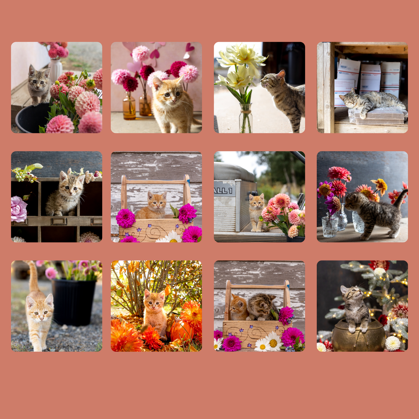 Dahlia Cats of Triple Wren Farms 2024 Wall Calendar (Free Shipping!)