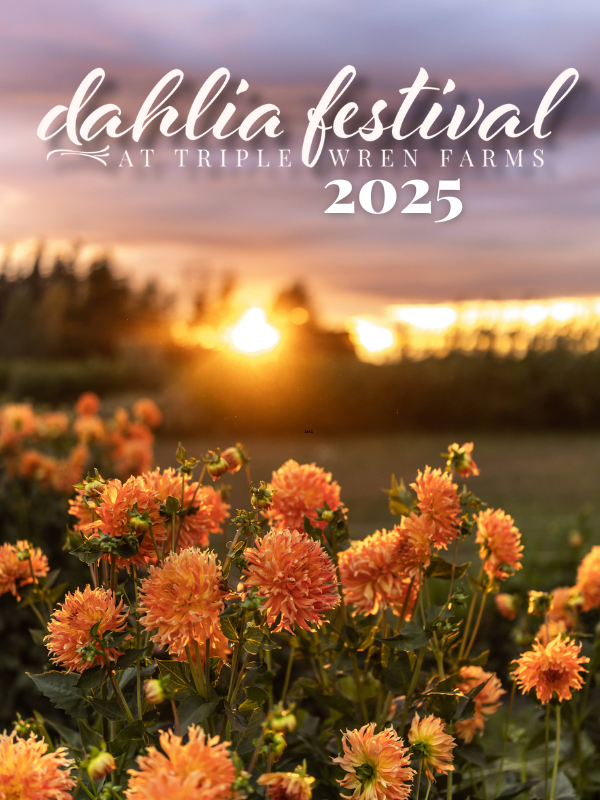 Dahlia Festival Triple Wren Farms