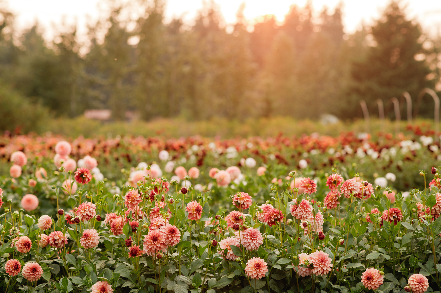 Admission to Dahlia Festival 2026