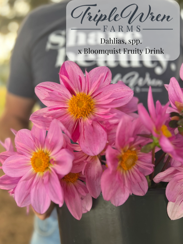 Dahlia Seeds: x Bloomquist Fruity Drink