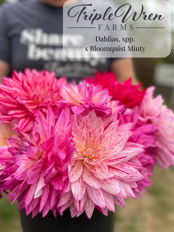Dahlia Seeds: x Bloomquist Minty