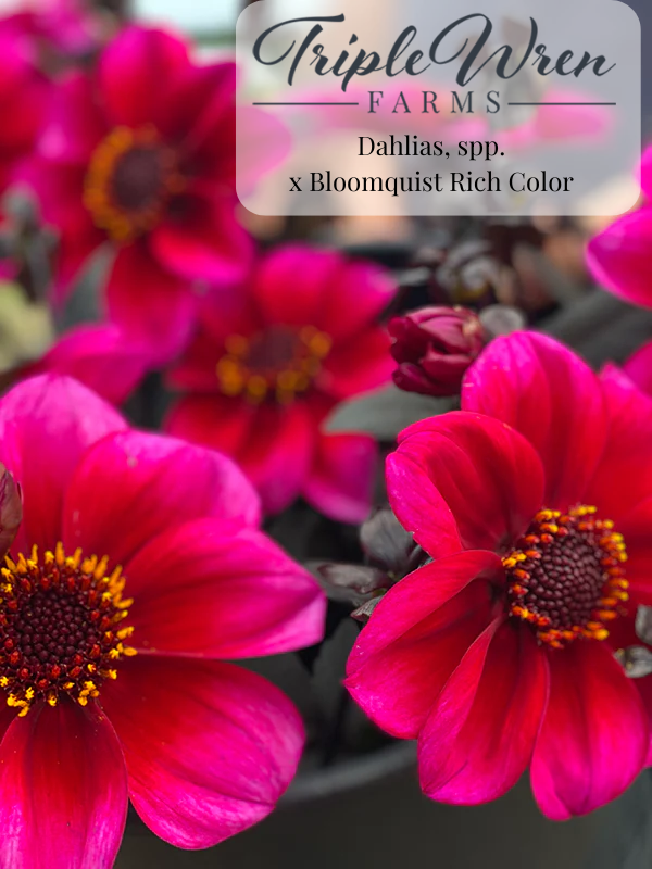 Dahlia Seeds: x Bloomquist Rich Color