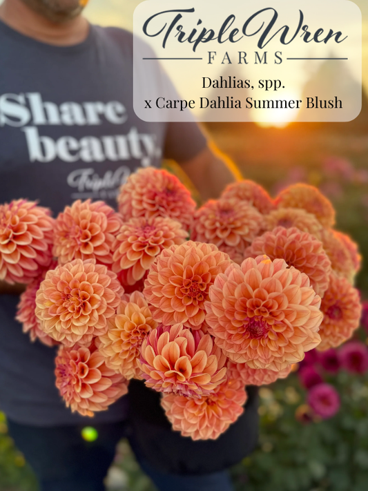 Dahlia Seeds: x Carpe Dahlia Summer Blush