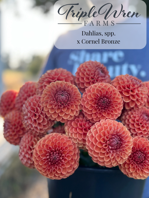 Dahlia Seeds: x Cornel Bronze