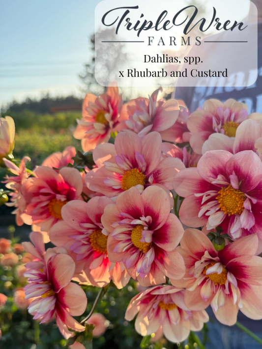 Dahlia Seeds: x Rhubarb and Custard