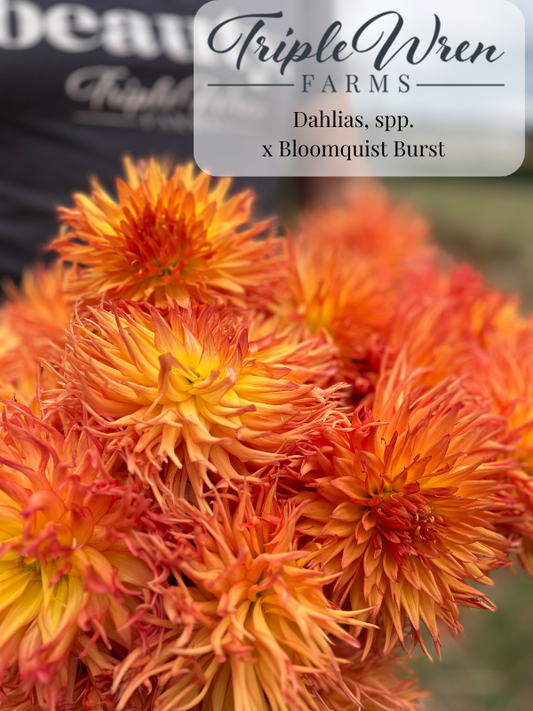 Dahlia Seeds from Bloomquist Burst Crossings