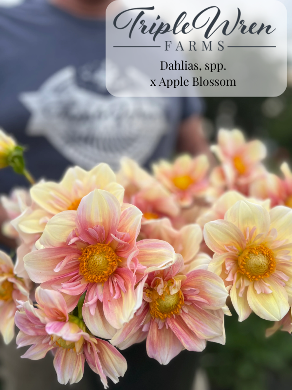Dahlia Seeds: x Apple Blossom