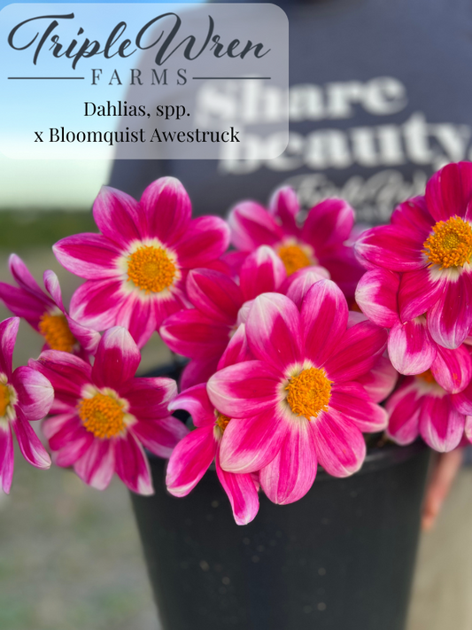 Dahlia Seed crossings with Bloomquist Awestruck