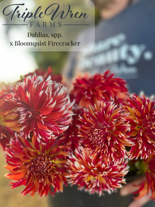 Dahlia Seeds from crossings with Bloomquist Firecracker