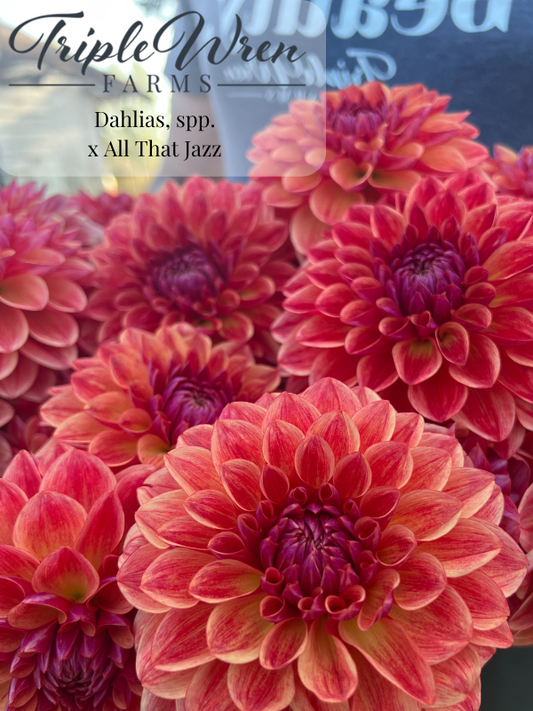 Dahlia seeds crossed with All That Jazz